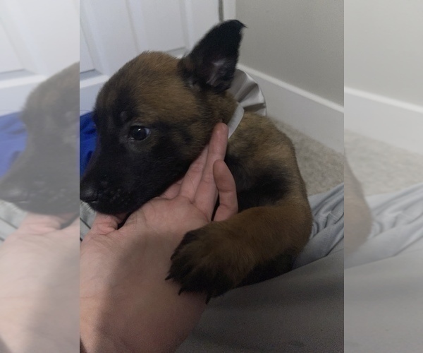 Medium Photo #212 Belgian Malinois Puppy For Sale in REESEVILLE, WI, USA