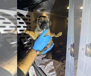 German Shepherd Dog-Unknown Mix Dogs for adoption in San Antonio, TX, USA