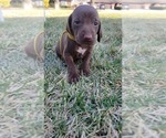 Puppy Daisy German Shorthaired Pointer-Vizsla Mix
