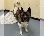 Small Akita