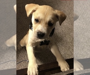 American Pit Bull Terrier-Siberian Husky Mix Puppy for sale in CHARLOTTE, NC, USA