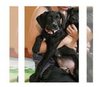 Small #12 Labrador Retriever Mix