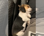 Small Photo #4 Beagle Puppy For Sale in PARKER, CO, USA
