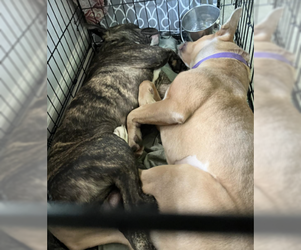 Medium Photo #4 American Staffordshire Terrier-Unknown Mix Puppy For Sale in Decatur, GA, USA