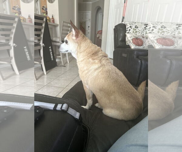 Medium Photo #4 Shiba Inu-Unknown Mix Puppy For Sale in Valrico, FL, USA