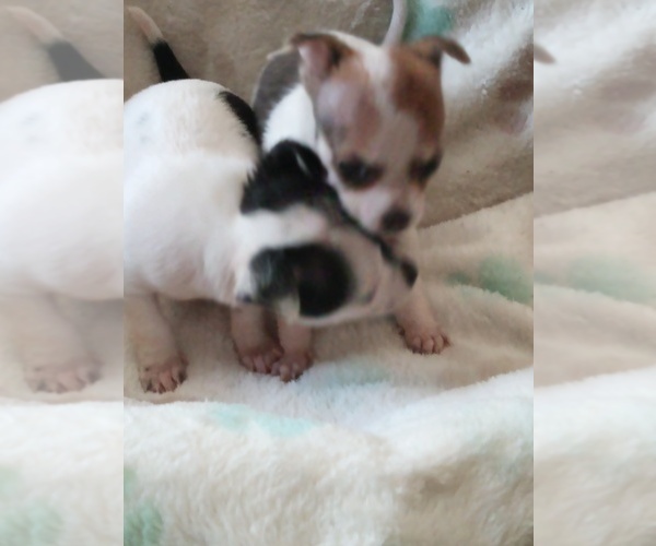 Medium Photo #2 Chihuahua Puppy For Sale in SHALLOTTE, NC, USA