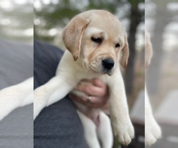 Medium Photo #1 Labrador Retriever Puppy For Sale in MONTPELIER, VT, USA