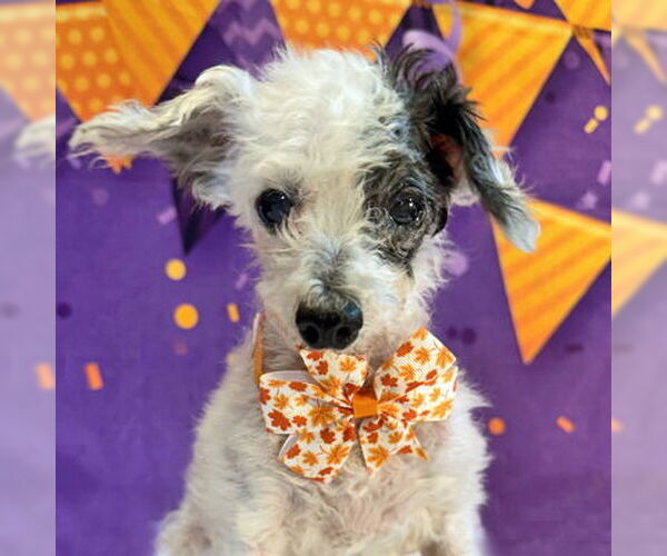 Medium Photo #9 Poodle (Toy)-Unknown Mix Puppy For Sale in Arlington, VA, USA