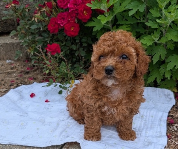 Medium Photo #6 Cock-A-Poo Puppy For Sale in GOSHEN, IN, USA