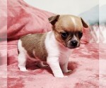 Small Photo #4 Chihuahua Puppy For Sale in MOUNT AIRY, NC, USA