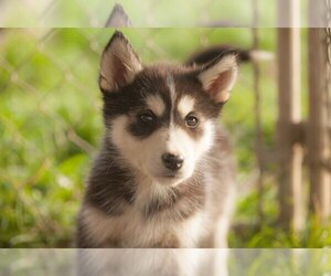 Siberian Husky Puppy for sale in SALEM, OR, USA