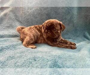 Pug Puppy for Sale in BERWYN, Illinois USA