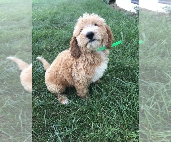 Medium Photo #1 Labradoodle-Poodle (Miniature) Mix Puppy For Sale in BOWLING GREEN, KY, USA