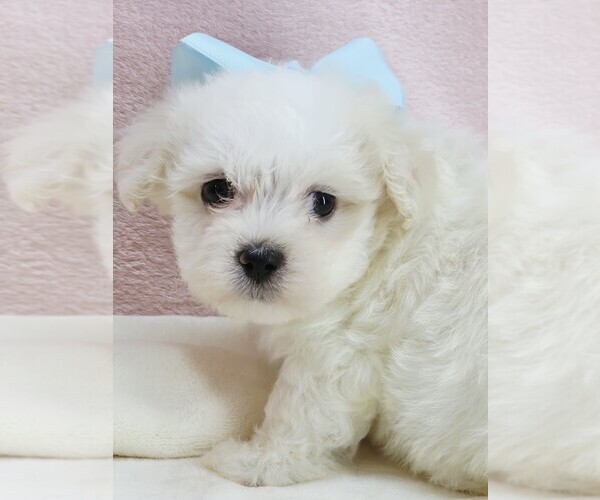 Medium Photo #1 Maltipoo (Miniature) Puppy For Sale in TAYLOR, TX, USA