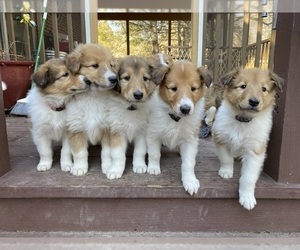 Collie Puppy for sale in HENDERSONVILLE, NC, USA