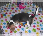 Small #1 Beagle