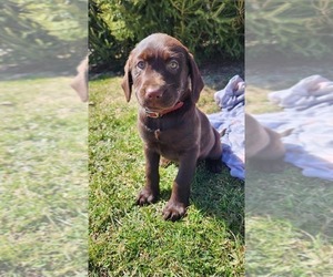 Labrador Retriever Puppy for sale in GREENWOOD, WI, USA