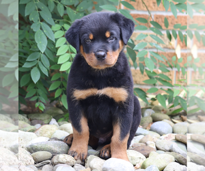 Rottweiler Puppy for sale in FREDERICKSBG, OH, USA