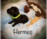 Small Photo #8 Cane Corso Puppy For Sale in SPRING, TX, USA