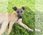 Small #4 Shepradors