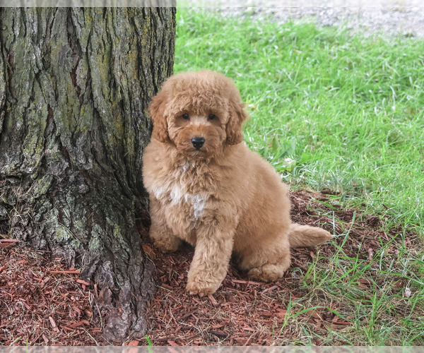 Medium Photo #1 Goldendoodle mix (+ Poodle Standard) Puppy For Sale in SYRACUSE, IN, USA