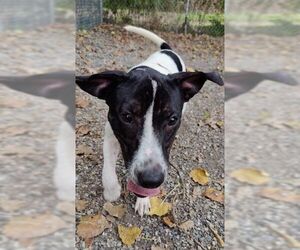 Pointer-Unknown Mix Dogs for adoption in Elmsford, NY, USA