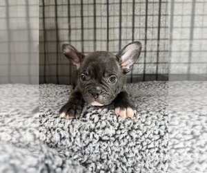 Medium French Bulldog
