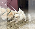 Puppy Puppy 2 Great Pyrenees