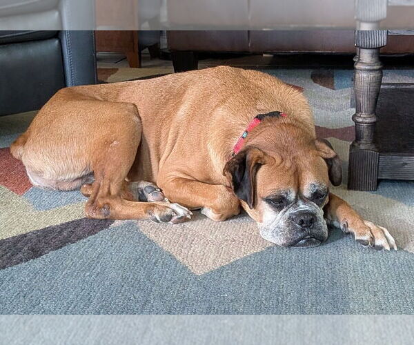 Medium Photo #2 Boxer Puppy For Sale in Austin, TX, USA