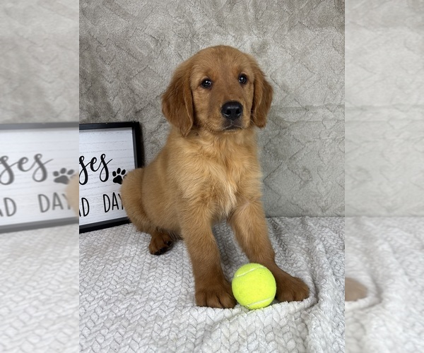 Medium Photo #3 Golden Retriever Puppy For Sale in INDIANAPOLIS, IN, USA