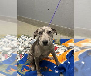 Mutt Dogs for adoption in Las Vegas, NV, USA