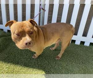 Mutt Dogs for adoption in Modesto, CA, USA