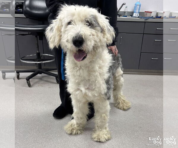 Medium Photo #1 Old English Sheepdog-Unknown Mix Puppy For Sale in Washington, DC, USA