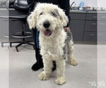 Small Old English Sheepdog Mix