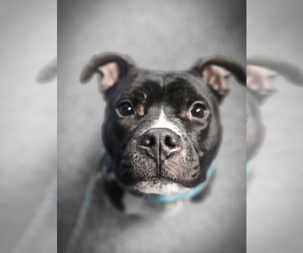 Medium Photo #2 Mutt Puppy For Sale in Crete, IL, USA