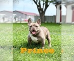 Small Photo #1 French Bulldog Puppy For Sale in HOLMEN, WI, USA
