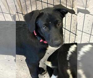 Labrador Retriever-Unknown Mix Dogs for adoption in Palatine/Kildeer/Buffalo grove, IL, USA