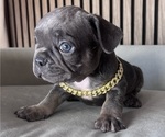 Small #1 French Bulldog