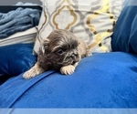 Small #12 Shih Tzu