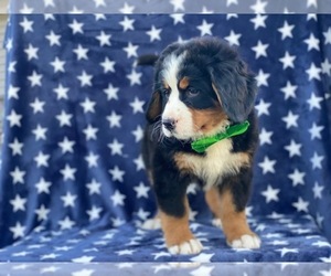 Bernese Mountain Dog Puppy for sale in LANCASTER, PA, USA