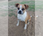 Small Photo #4 Puggle Puppy For Sale in Apple Valley, CA, USA