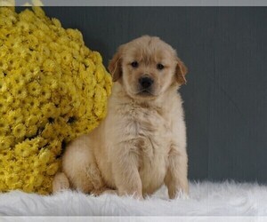 Golden Retriever Puppy for sale in FREDERICKSBURG, OH, USA