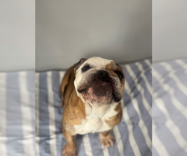 Medium Photo #2 Bulldog Puppy For Sale in Oak Bluffs, MA, USA