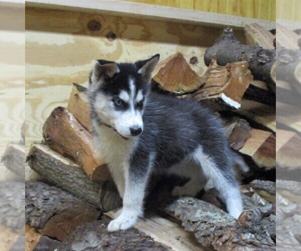 Medium Photo #5 Siberian Husky Puppy For Sale in CATAWISSA, PA, USA