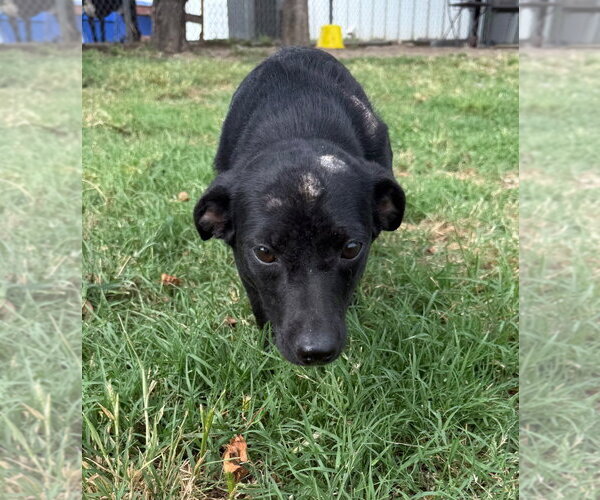 Medium Photo #2 Dachshund Puppy For Sale in Claremore, OK, USA