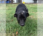 Small #1 Dachshund