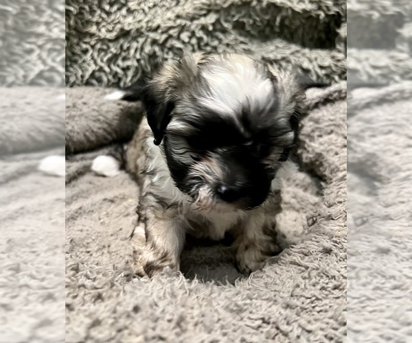 Medium Photo #53 Zuchon Puppy For Sale in RENO, NV, USA