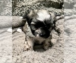 Small Photo #53 Zuchon Puppy For Sale in RENO, NV, USA