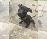 Small #12 American Pit Bull Terrier-Labrador Retriever Mix