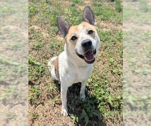 Mutt Dogs for adoption in Brighton, CO, USA